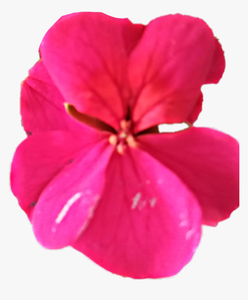 Transparent Geranium Png, Png Download