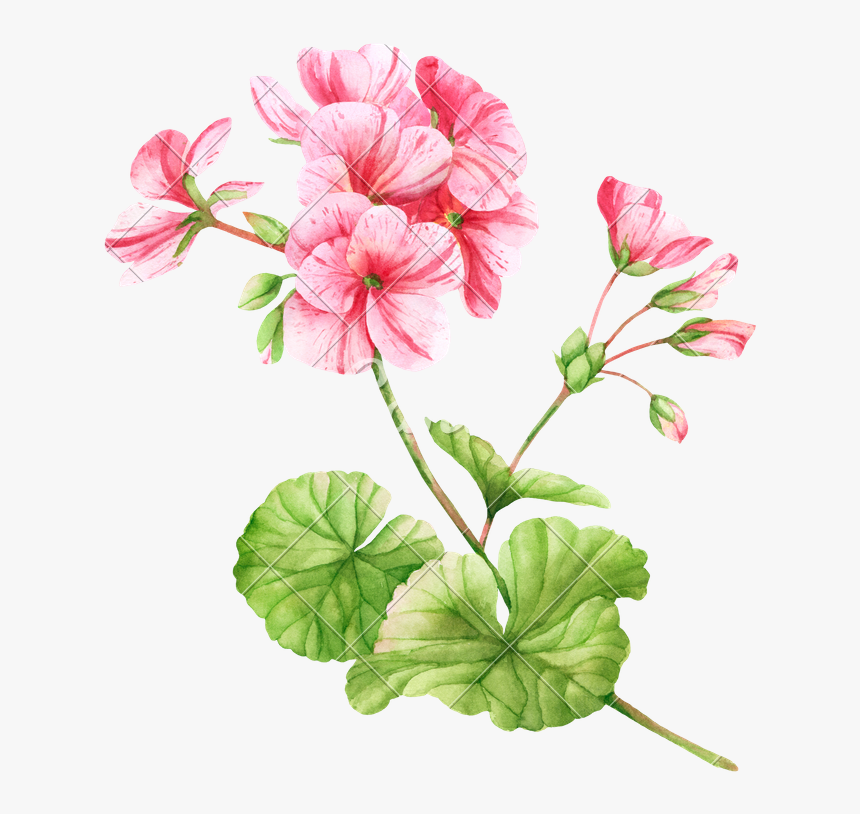 Clip Art Flower Illustration Photos By - Geranium Flower Watercolor, HD Png Download
