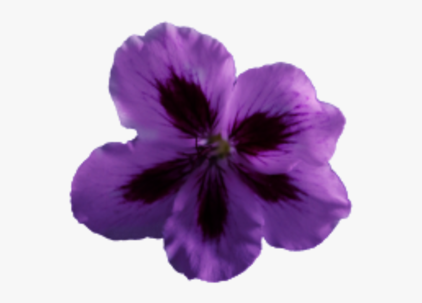 Flower Geranium Purple - Diphenyl Oxide, HD Png Download