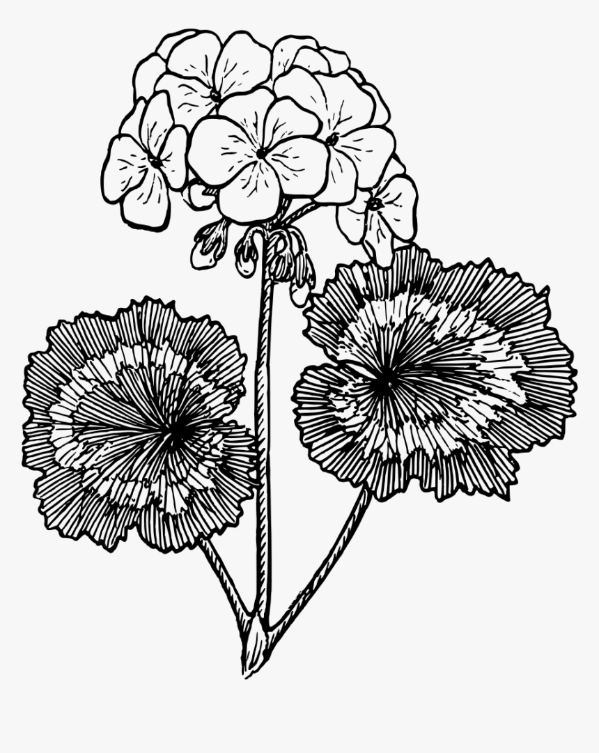 Geranium - Geranium Black And White, HD Png Download
