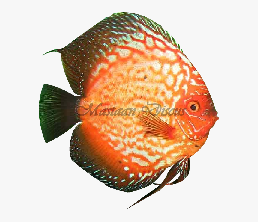 Clip Art Pigeonblood Discus - Pomacentridae, HD Png Download