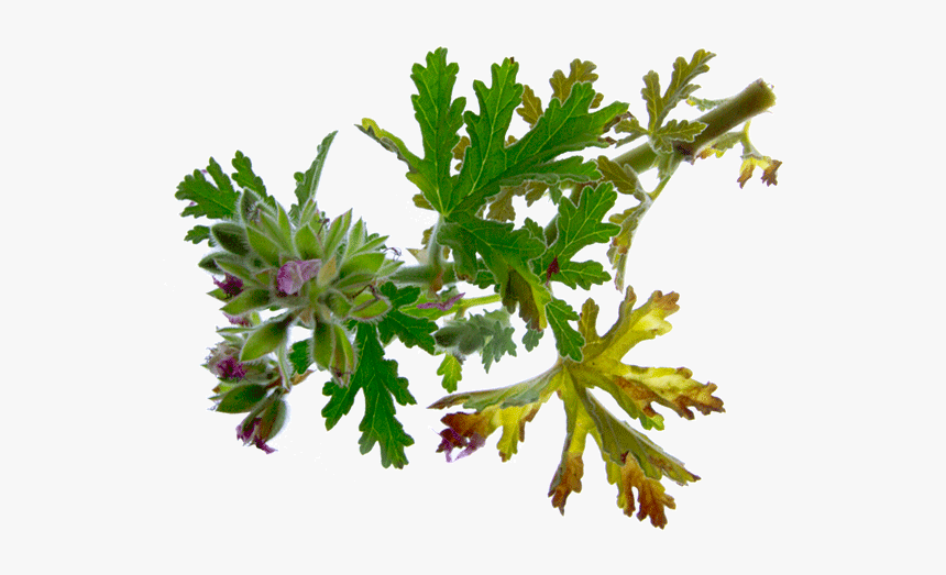 Geranium Essential-oil Eo - Leaf Vegetable, HD Png Download
