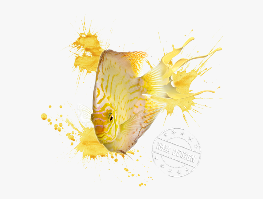 Discus Fish From Front, HD Png Download