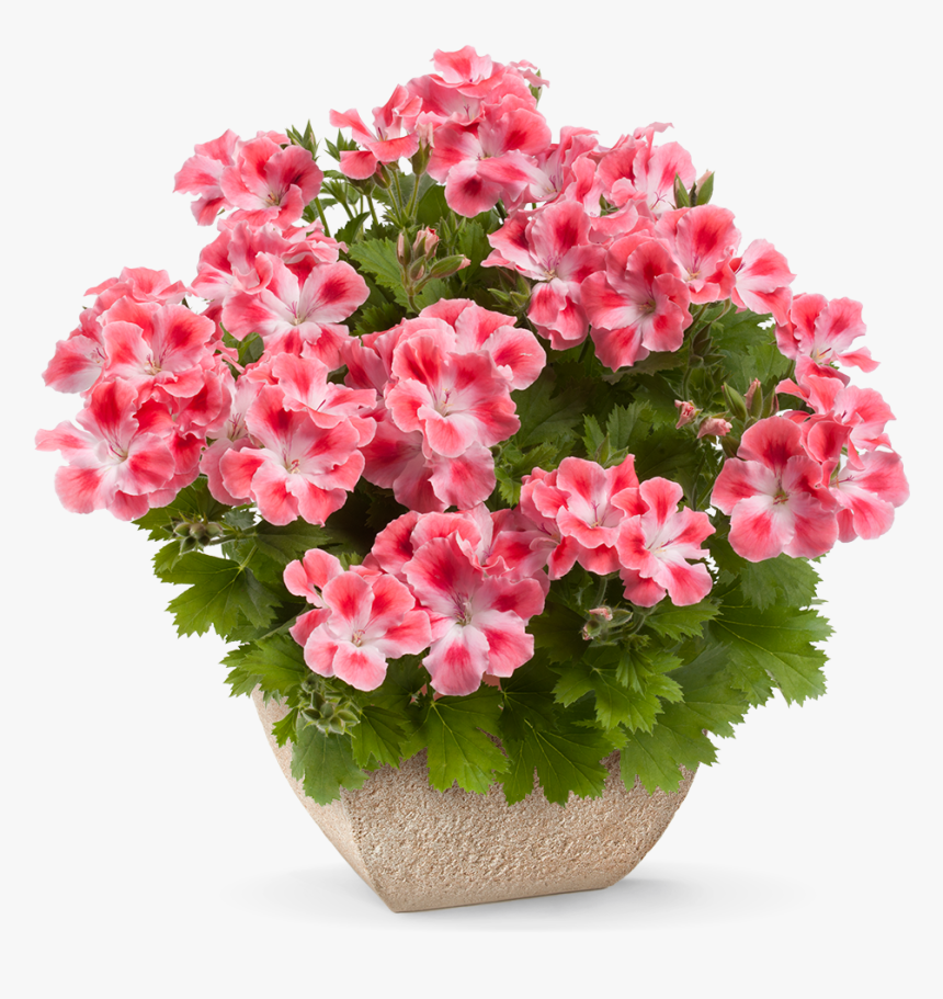Pelargonium Png, Transparent Png