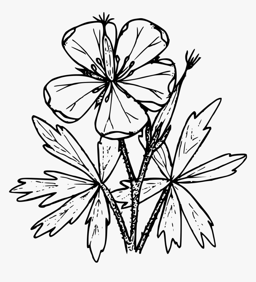 Sticky Geranium - Geranium Drawing Png, Transparent Png