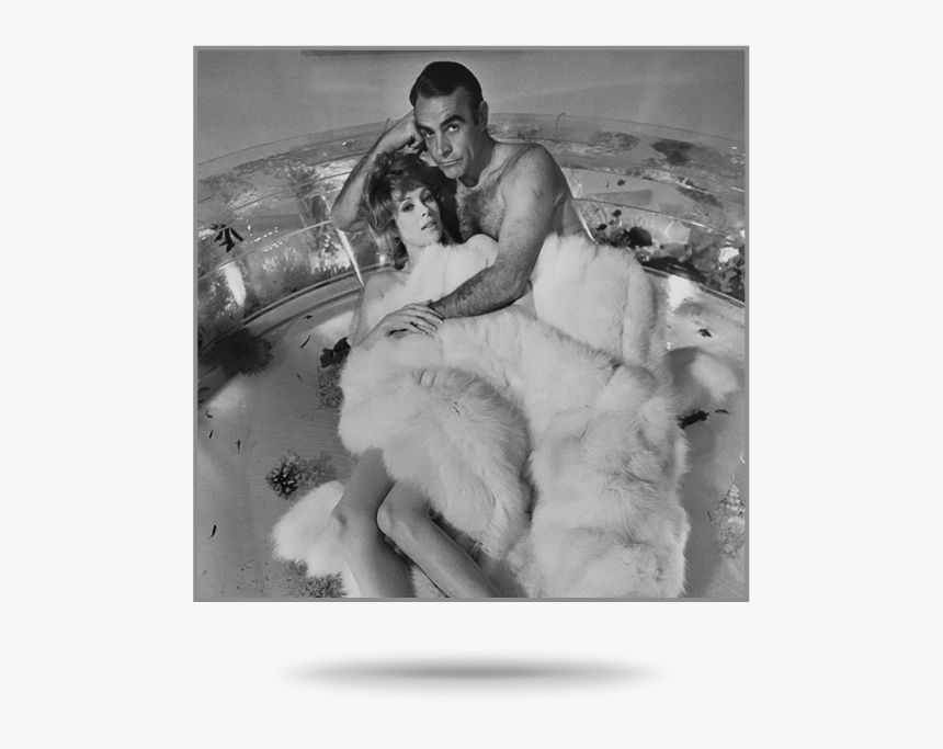 Samoyed, HD Png Download