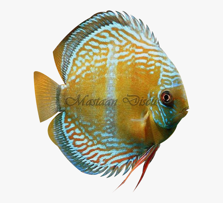 Coral Reef Fish, HD Png Download