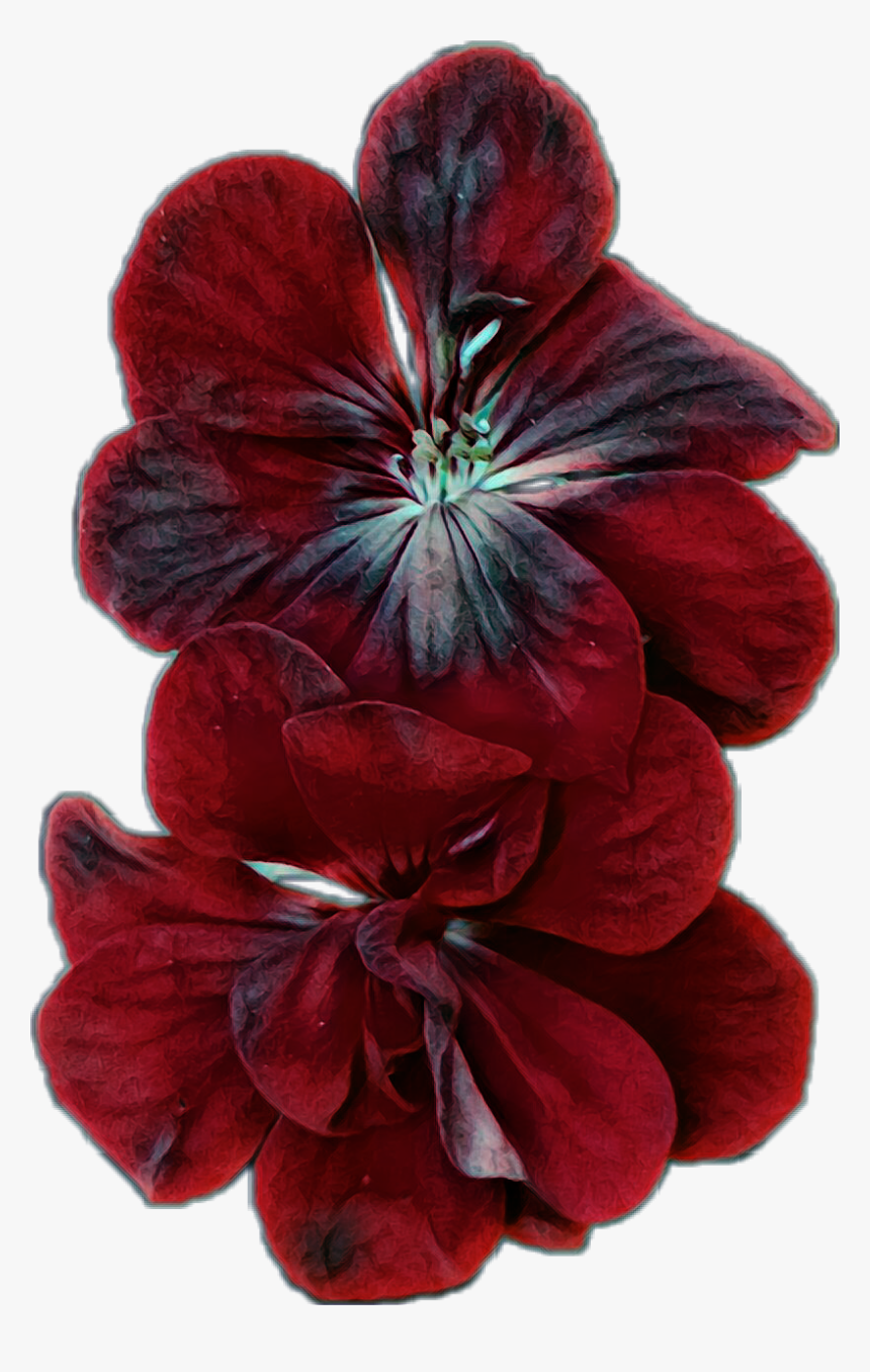 #flower #bloom #geranium #red #black #dark #pretty - Poinsettia, HD Png Download