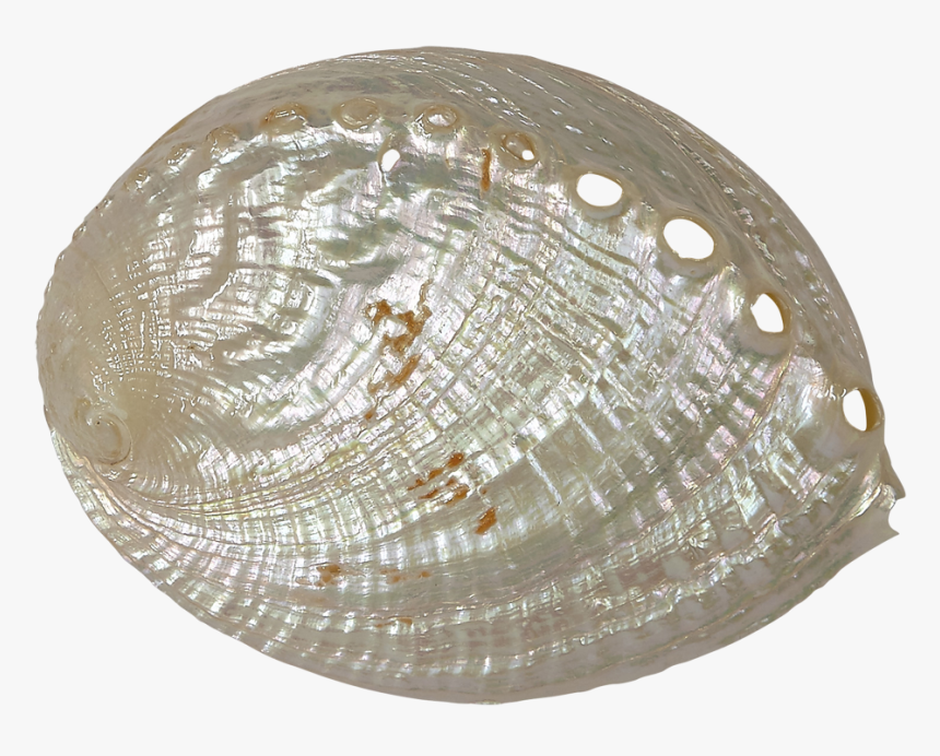 Haliotis Discus 4 5 Pearled, HD Png Download