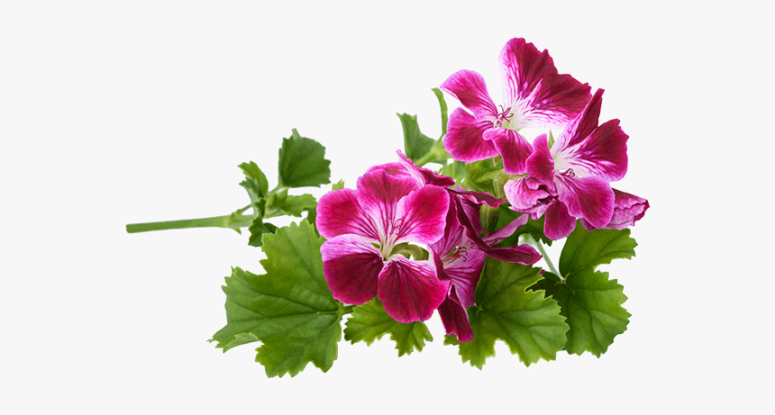 190429rose-geranium - Geranium Rosat Huile Essentielle Bio, HD Png Download