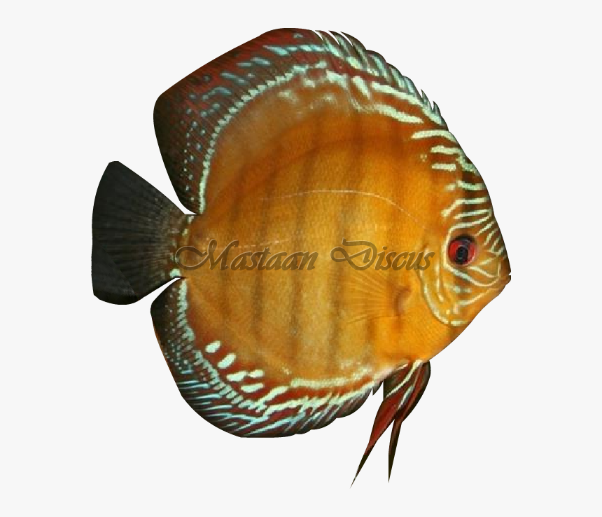 Pomacentridae, HD Png Download