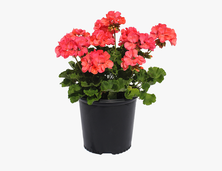 Clip Art Gulley Greenhouse Garden Center - Flowerpot, HD Png Download