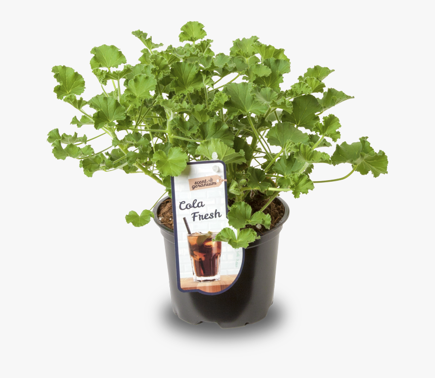 Cola Leaf Pelargonium, HD Png Download