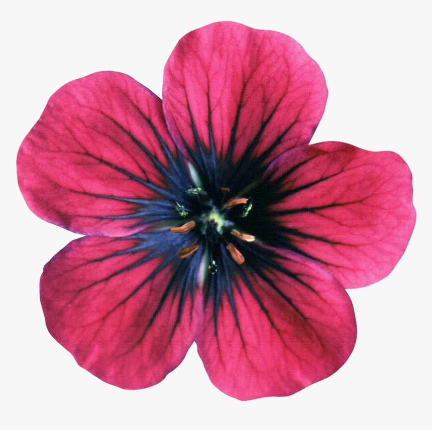 Geraniums Drawing Violet, HD Png Download