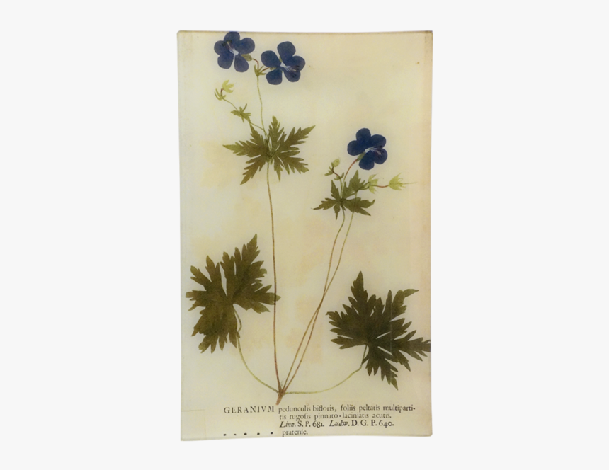 Alpine Sea Holly, HD Png Download