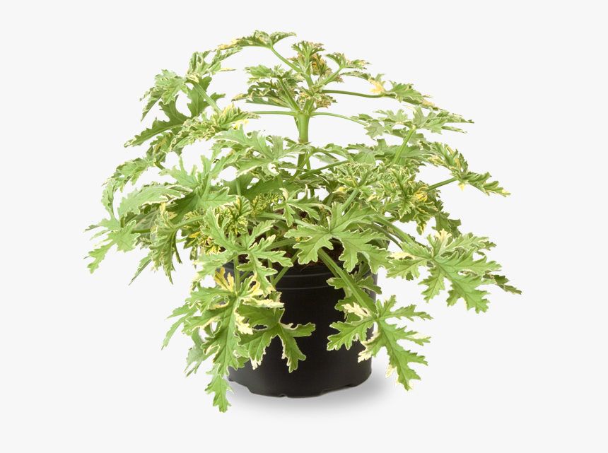 Pelargonium Mint Fresh, HD Png Download