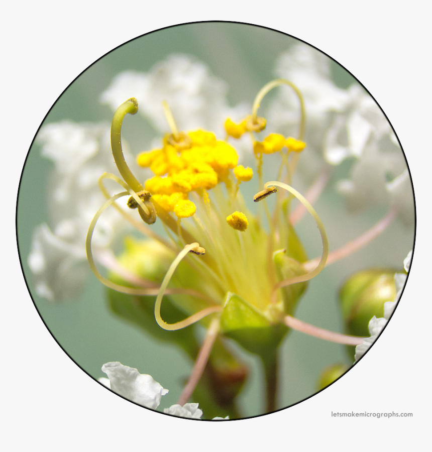 Clip Art Lagerstroemia Indica Lythraceae The - Honeysuckle, HD Png Download