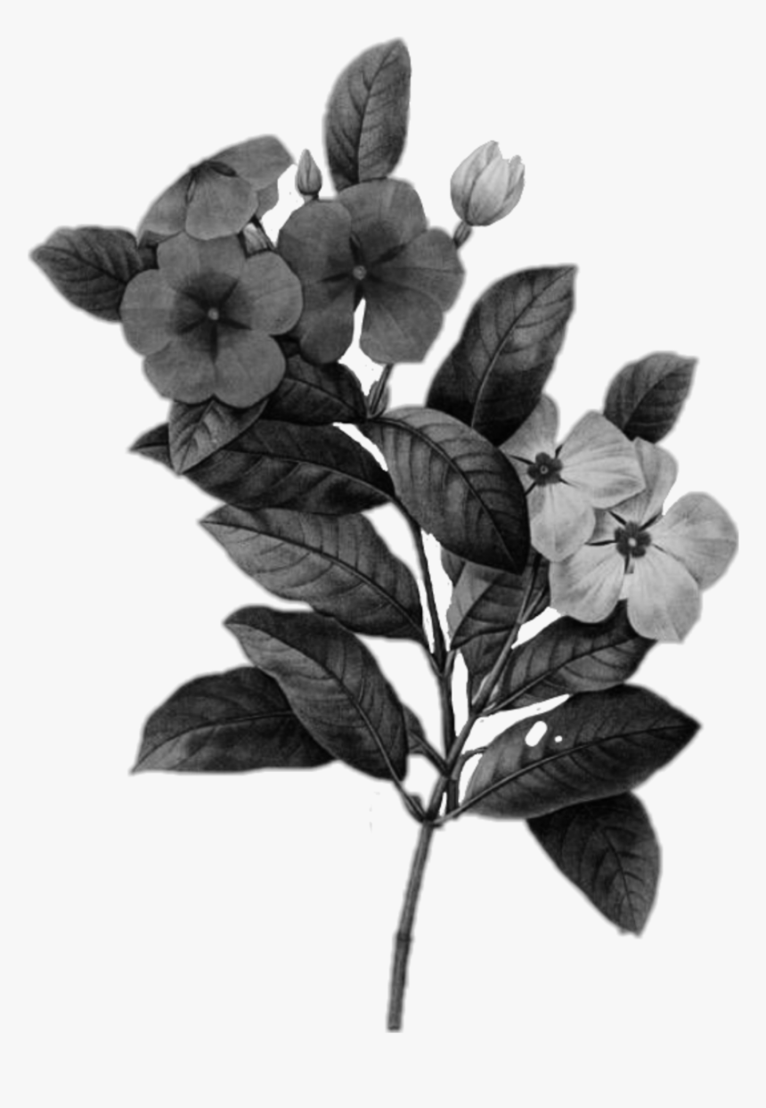 #kpop #flower #flores #black #flowersblack #blackflowers - Periwinkle Botanical Flower, HD Png Download