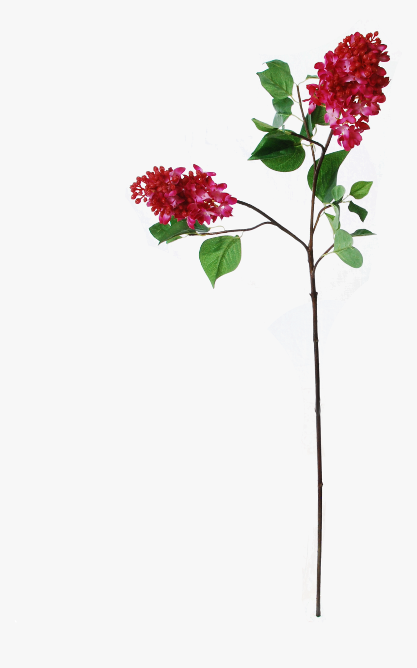 Bougainvillea, HD Png Download