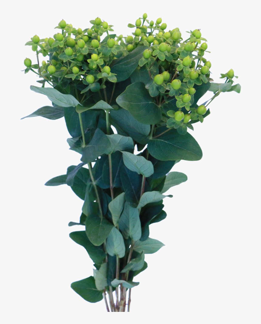 Hypericum, HD Png Download