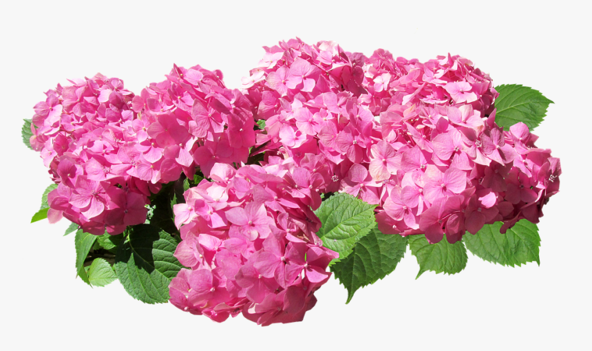 Flower,flowering Family - Pink Hydrangea Transparent Background, HD Png Download