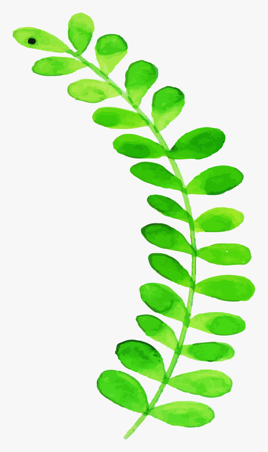 Sorbus, HD Png Download