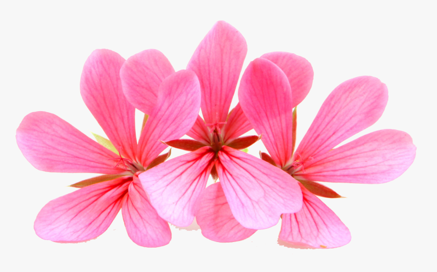 Geranium, HD Png Download