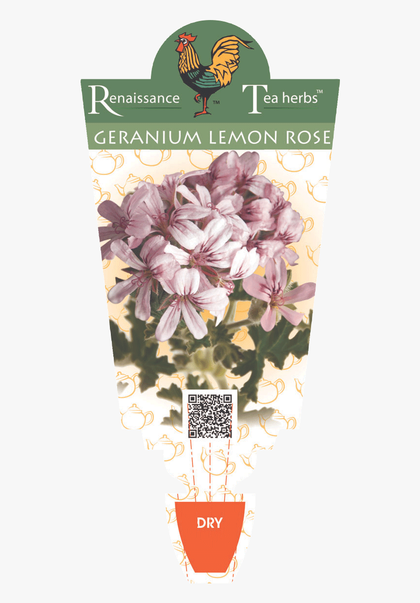 Moth Orchid, HD Png Download