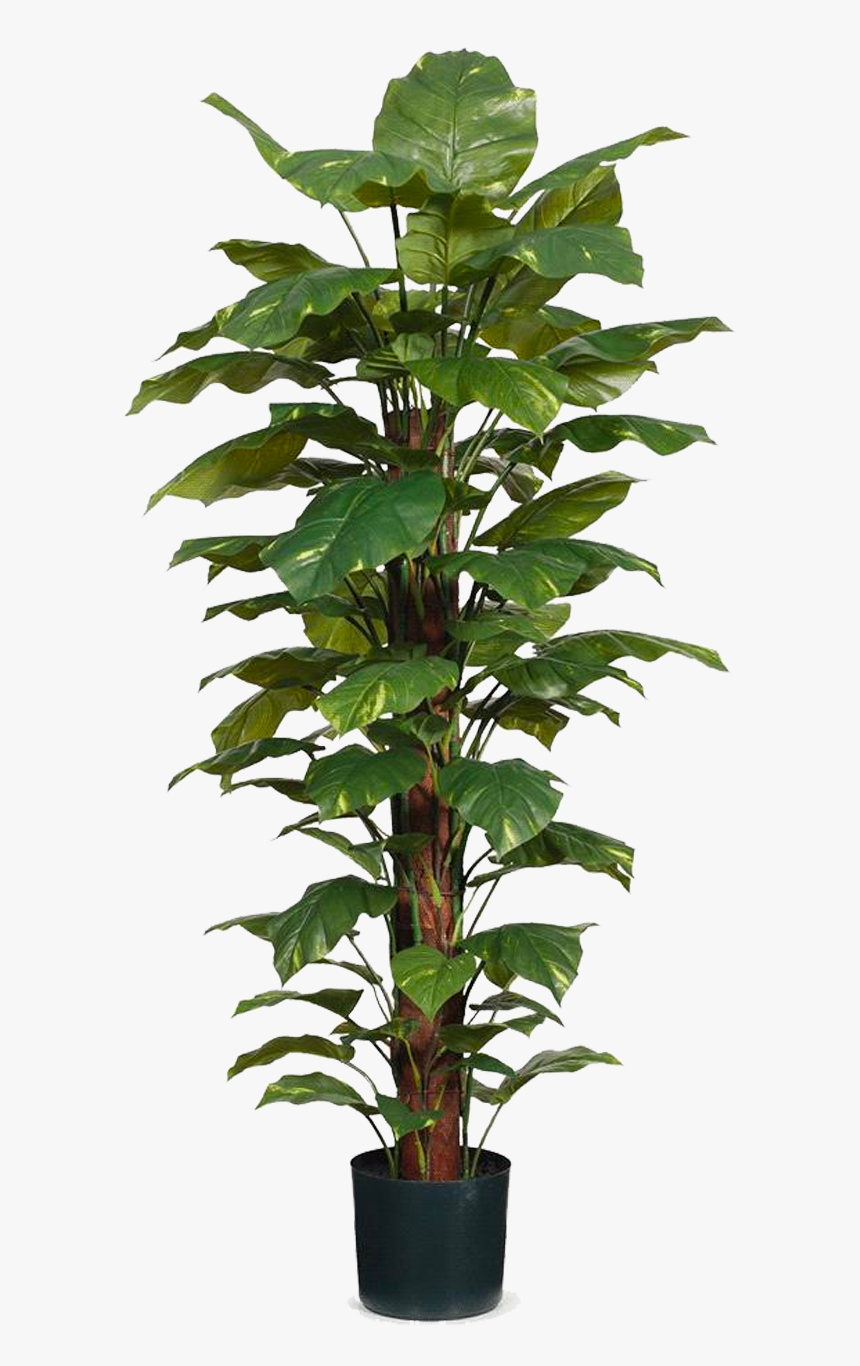 Houseplant, HD Png Download