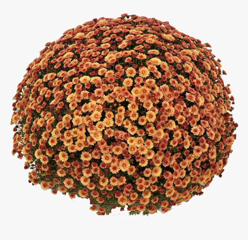 Chrysanthemum, HD Png Download