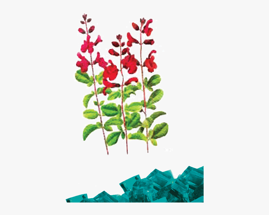 Crape Myrtle, HD Png Download