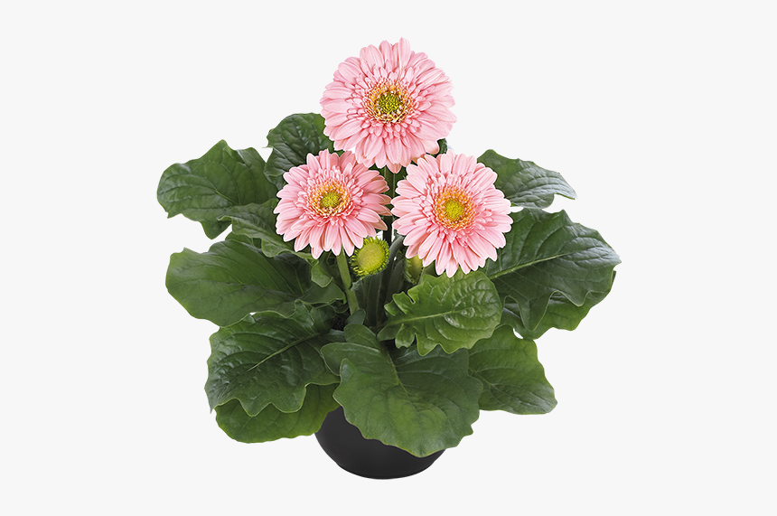 Barberton Daisy, HD Png Download