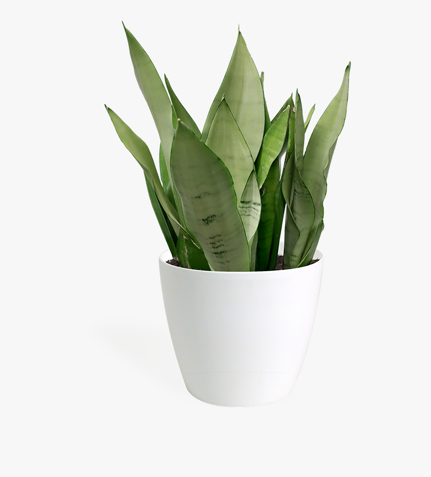Transparent Moonshine Png - Flowerpot, Png Download