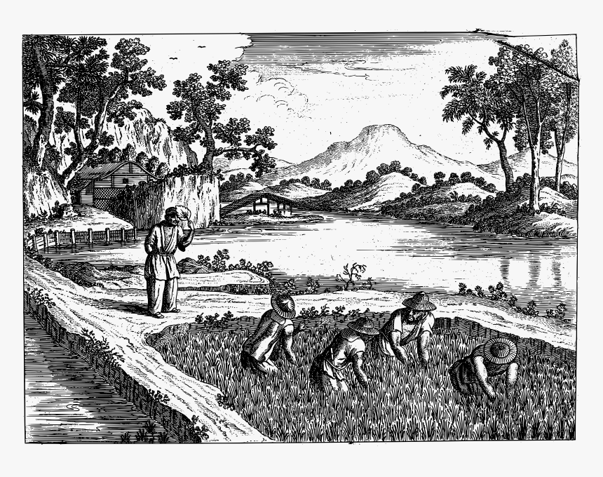 Chinese Rice Cultivation Clip Arts - Tang And Song Dynasty Rice, HD Png Download