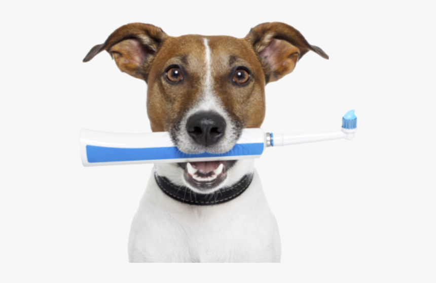 Pet Dentistry, HD Png Download