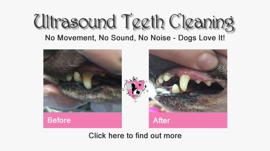 Ultrasound Dog Teeth Cleaning - Fang, HD Png Download
