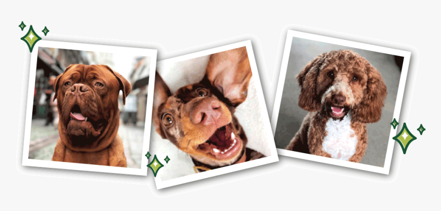 Standard Poodle, HD Png Download