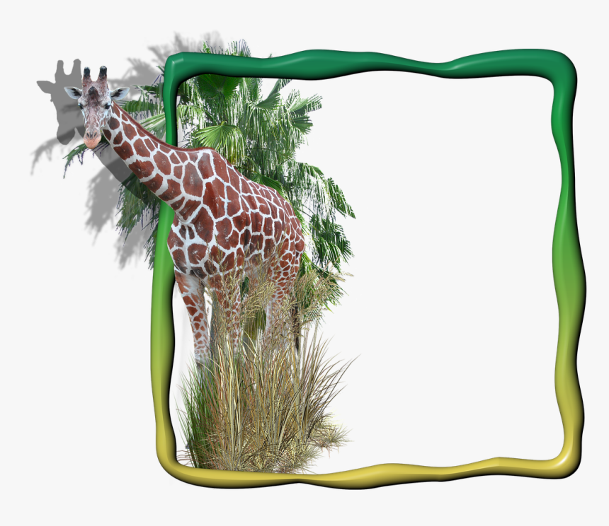 Frame Photo Frame Giraffe In The Frame Free Photo - Transparent Animal Background Png, Png Download