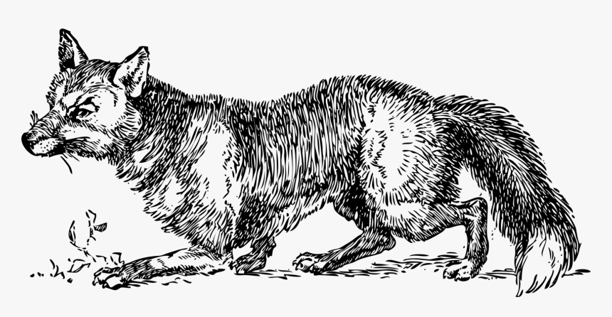 Transparent Arctic Fox Clipart - British Wildlife Word Search, HD Png Download