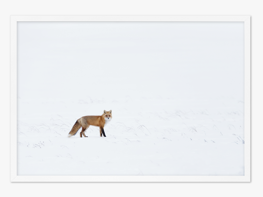 Arctic Fox - Red Fox, HD Png Download