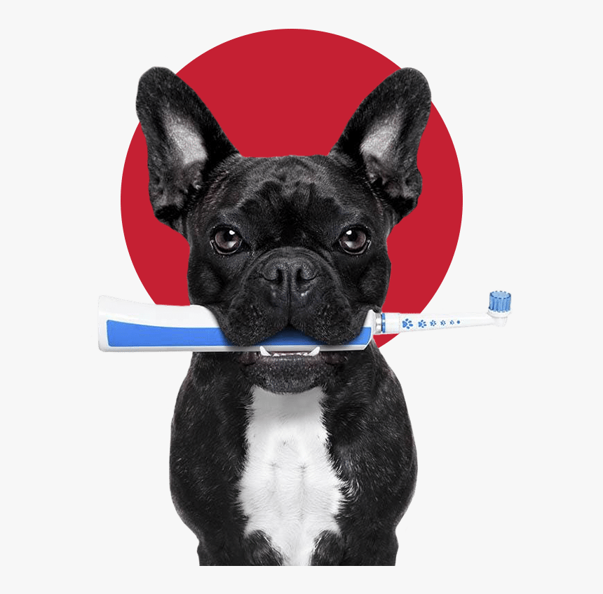Clip Art Dogs And Toothbrushes Don - French Bulldog And Vegetables, HD Png Download