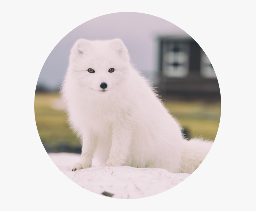 Transparent Arctic Fox Png - White Fox, Png Download