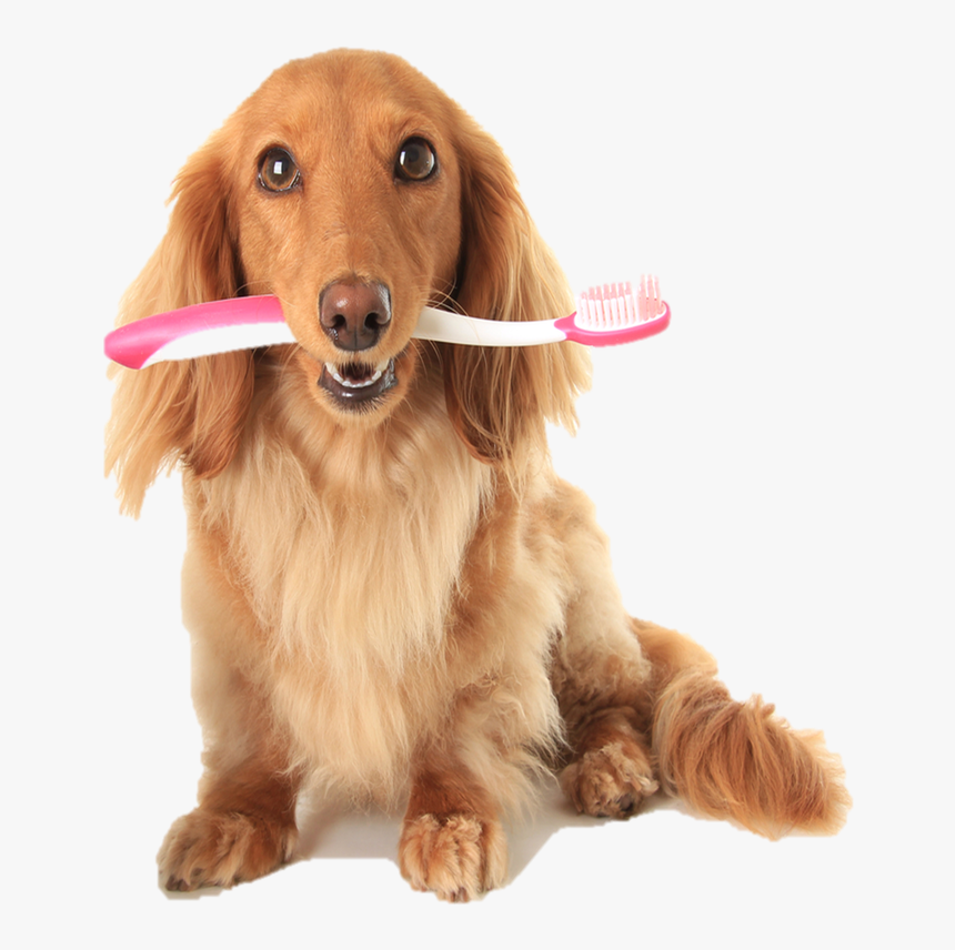 Picture - Cat Brushes Dogs Teeth, HD Png Download