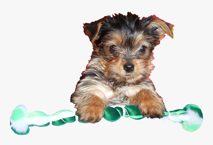 Yorkshire Terrier, HD Png Download