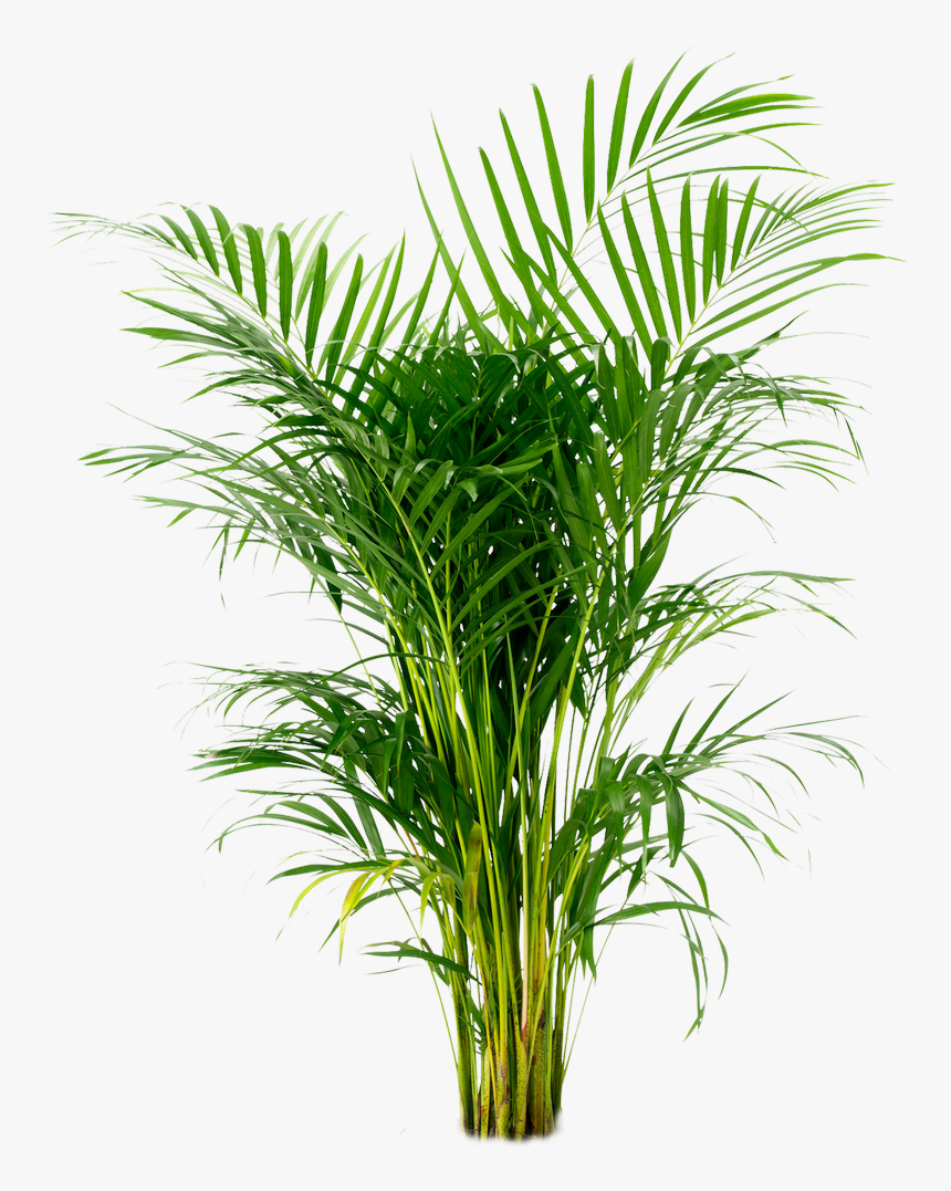 Potted Plant Png -areca Palm, Arecaceae, Houseplant, - Areca Palm, Transparent Png