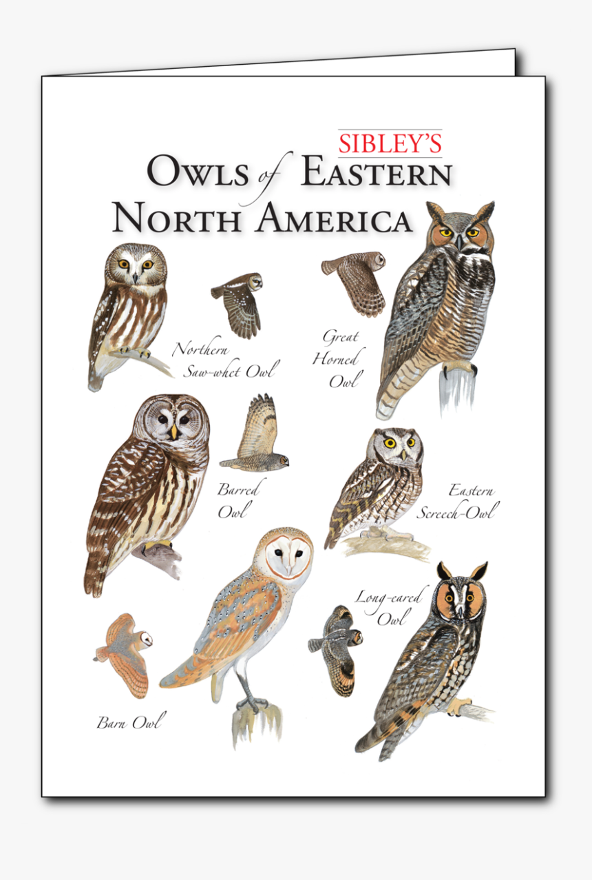 Transparent Great Horned Owl Png - Great Horned Owl, Png Download