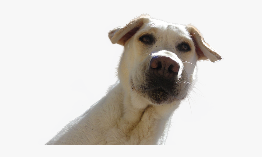 Dog Looking Down Png, Transparent Png