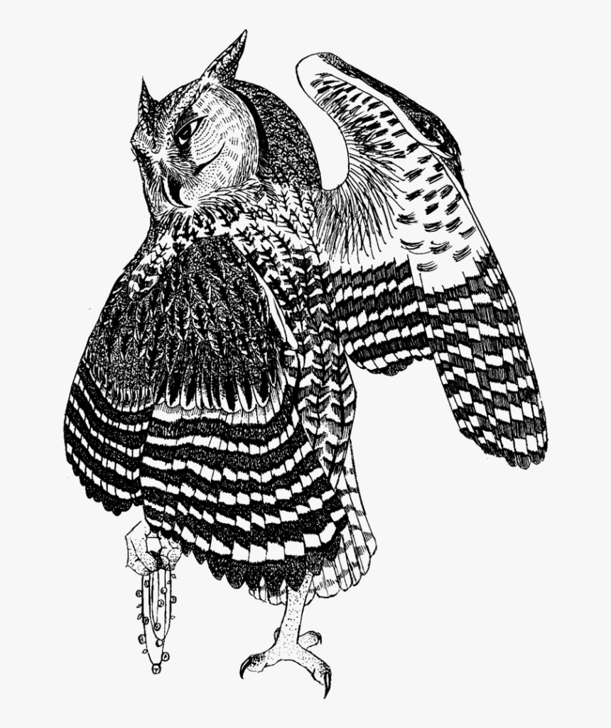 Buho En Tramas - Dibujos De Animales Con Tramas, HD Png Download