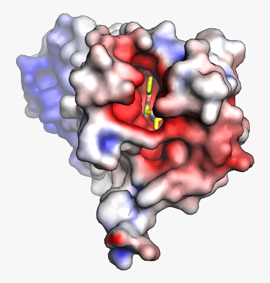 Beta 2 Adrenergic Receptor Electrostatic Top - Space Filling Model Protein, HD Png Download