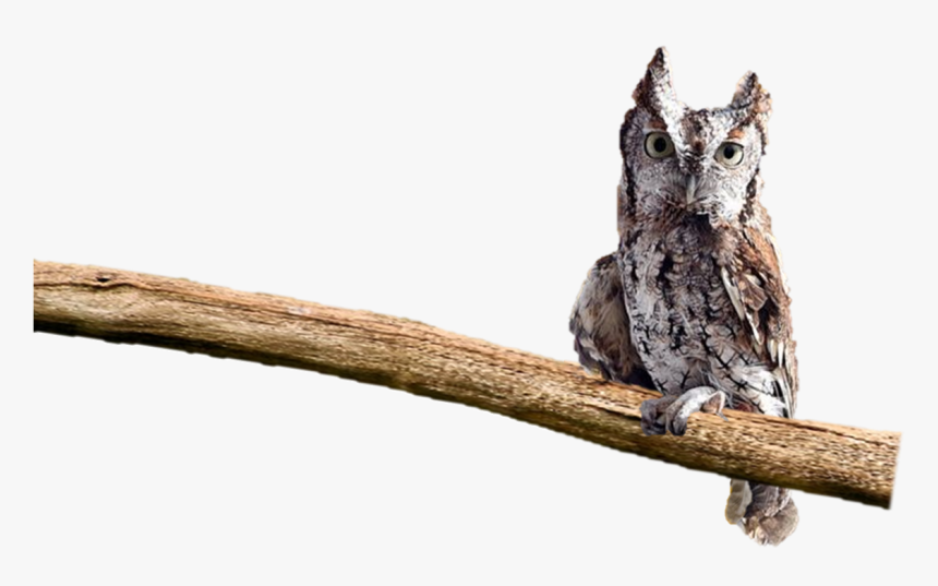 Belle On Perch - Owl On Perch Png, Transparent Png
